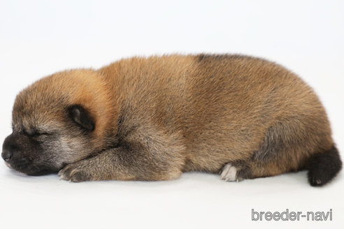 成約済の神奈川県の柴犬-325887の2枚目